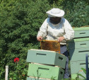 В сентябре тульские пчеловоды получат компенсации за массовую гибель пчёл