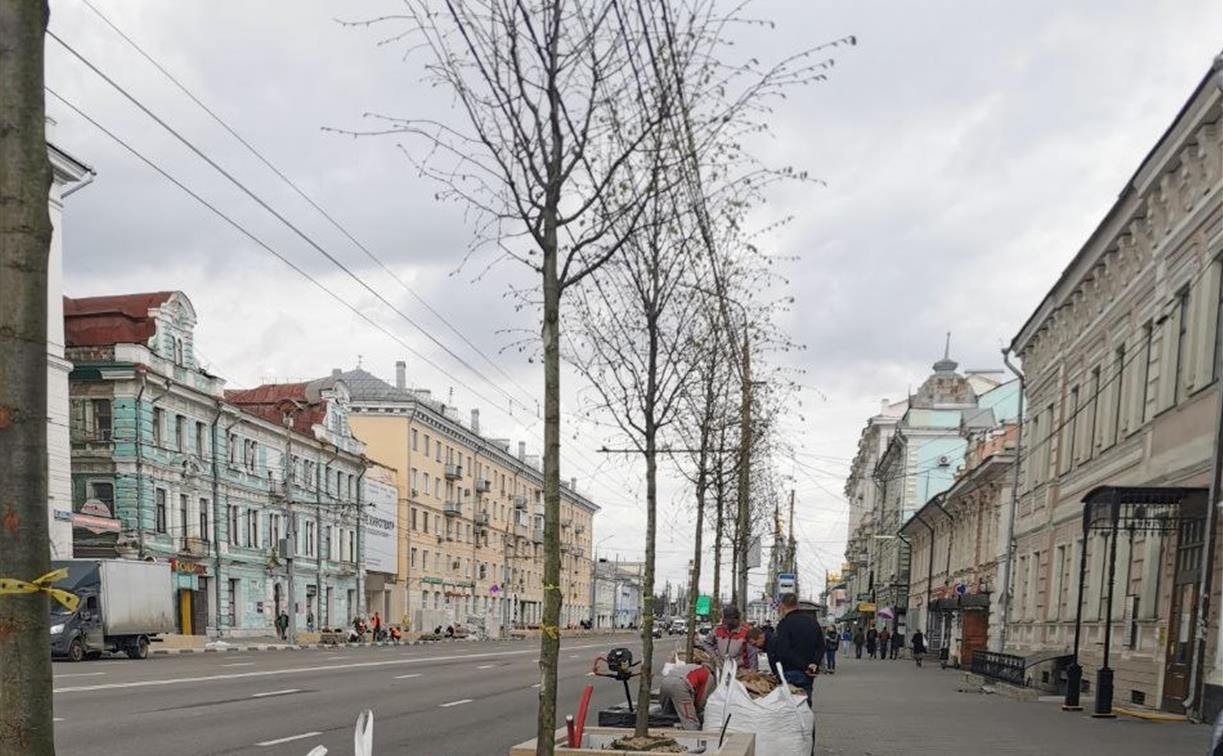 Липы на проспекте Ленина в Туле: провода не помешают им расти