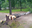 Штормовой ветер серьёзно «потрепал» Комсомольский парк