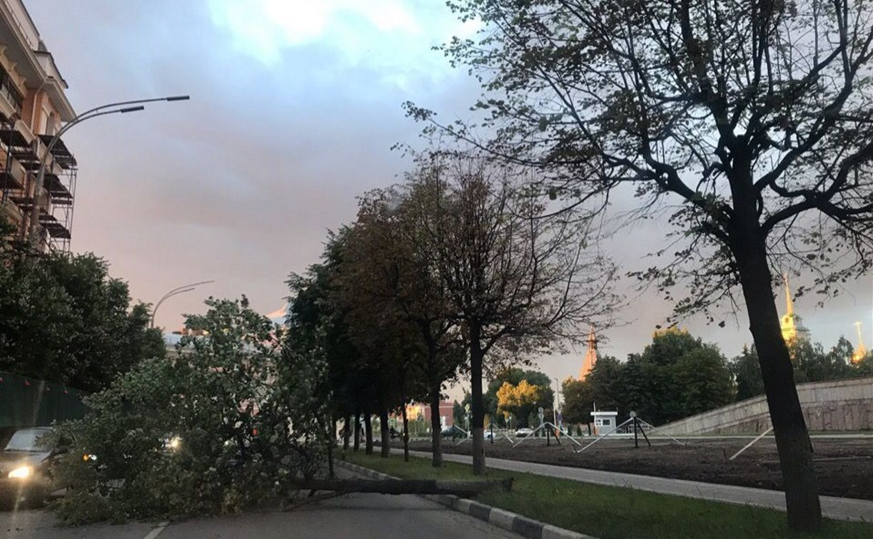 На улице Фридриха Энгельса возле «белого дома» в Туле упавшее дерево перегородило проезжую часть