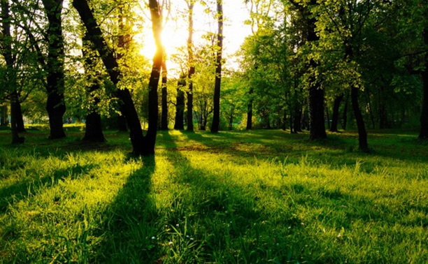 В Тульской области создадут национальный парк «Тульские засеки»