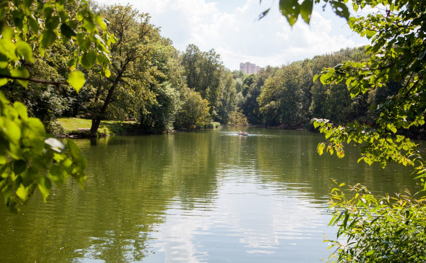 Платоновский лес. Что происходит в нём сейчас