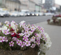 Деревья&цветы: Туляки нашли ошибки в решении администрации убрать деревья с проспекта Ленина