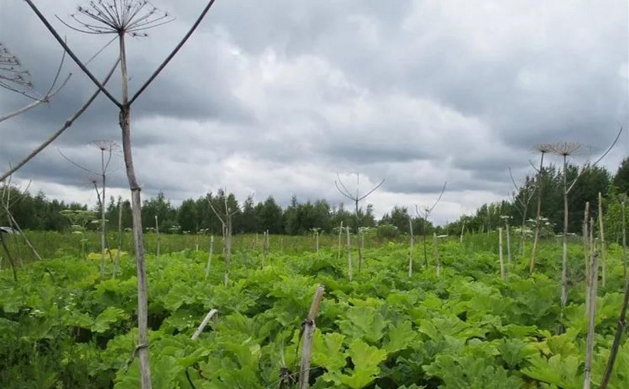 В Туле владельцам заросших полей грозит штраф от 20 до 50 тысяч рублей и изъятие земельного участка