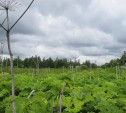 В Туле владельцам заросших полей грозит штраф от 20 до 50 тысяч рублей и изъятие земельного участка