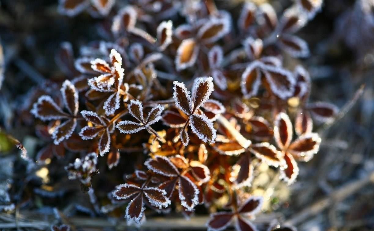 В ночь на 6 сентября в Тульской области ожидаются первые заморозки