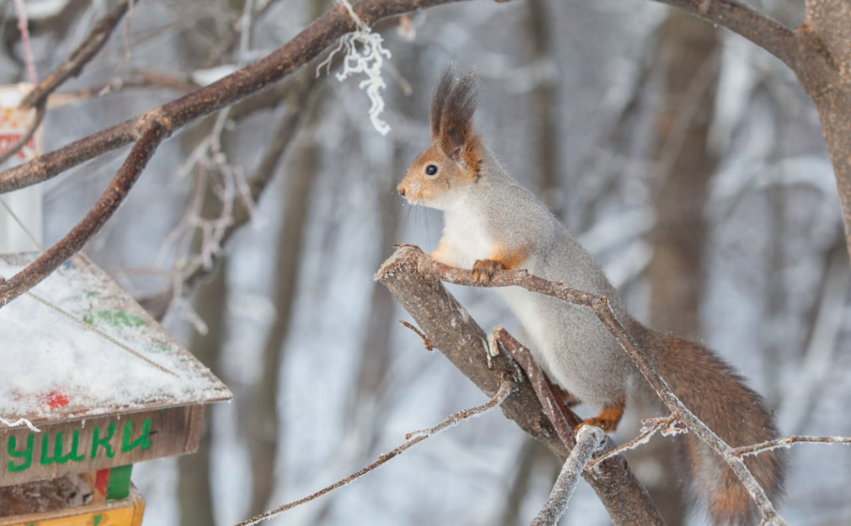 Погода 8 декабря: в Туле без осадков и около нуля