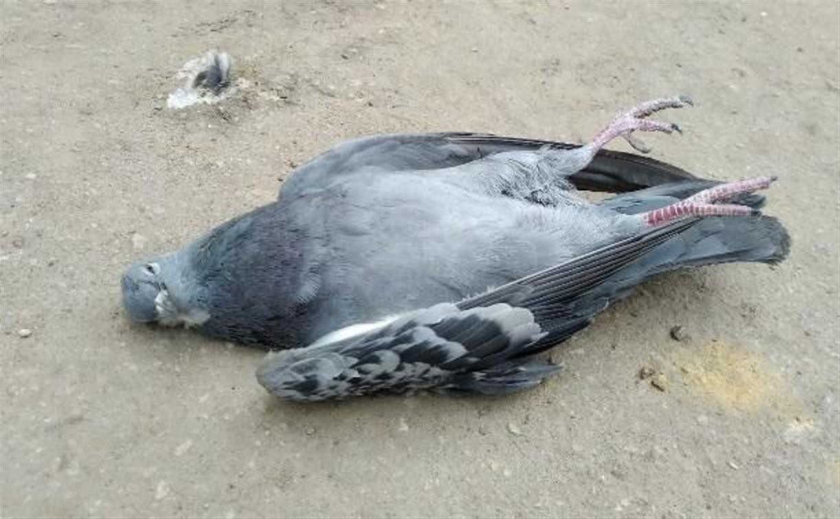 Ветеринары назвали причину массовой гибели голубей в Новомосковске