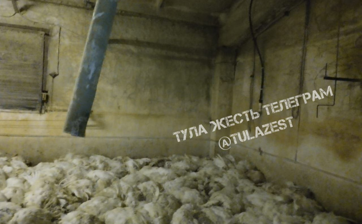 На птицефабрике в поселке Рассвет массово погибли птицы