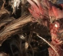 Природоохранная прокуратура требует убрать «куриный могильник» в Веневском районе