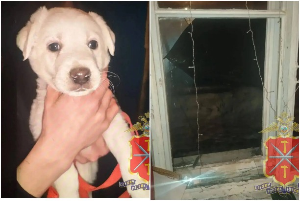 В Новомосковске вор пробрался в квартиру через окно и украл щенка лабрадора