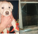 В Новомосковске вор пробрался в квартиру через окно и украл щенка лабрадора