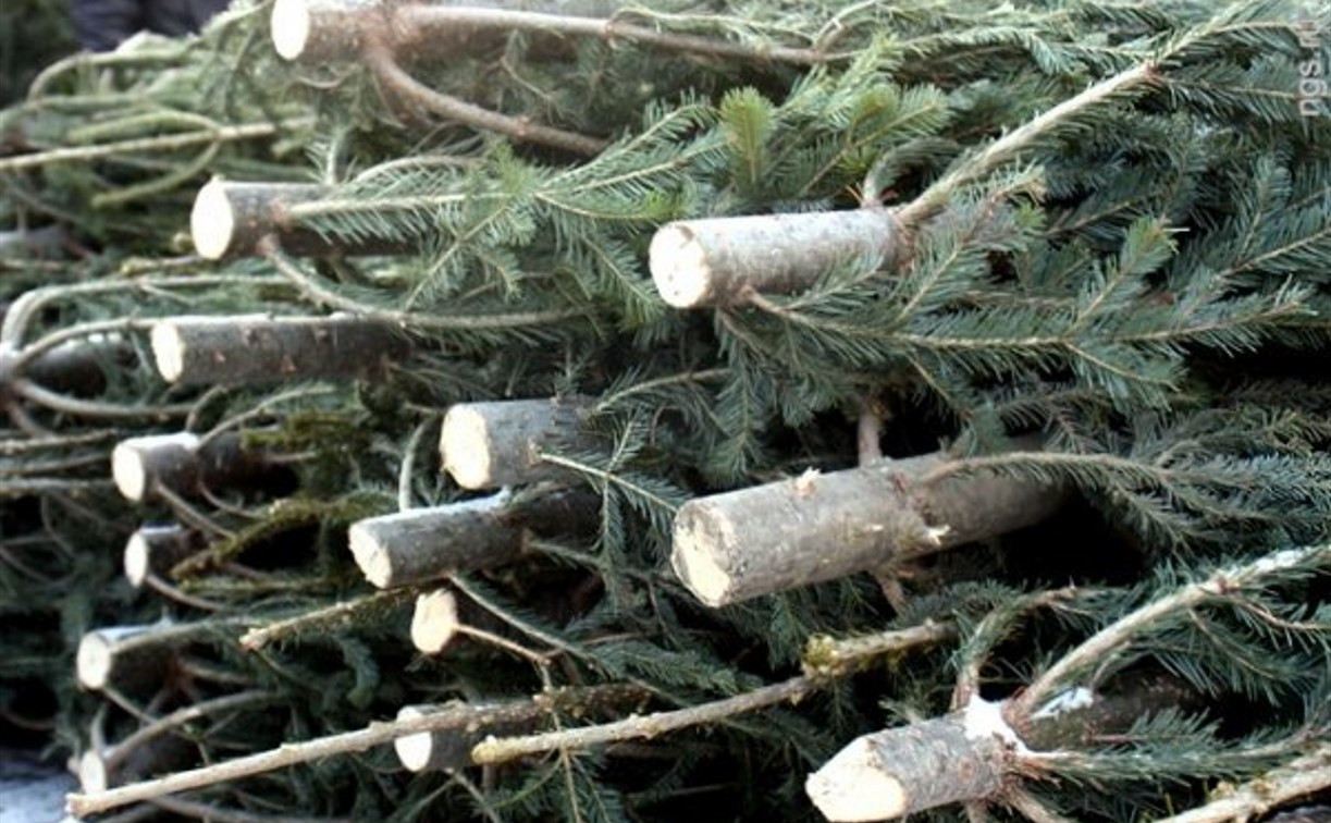 В Суворовском районе предприниматель-депутат незаконно спилил шесть деревьев