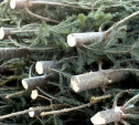 В Суворовском районе предприниматель-депутат незаконно спилил шесть деревьев