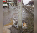 Орудуют догхантеры: Туляки сообщают об отравлении собак в Криволучье