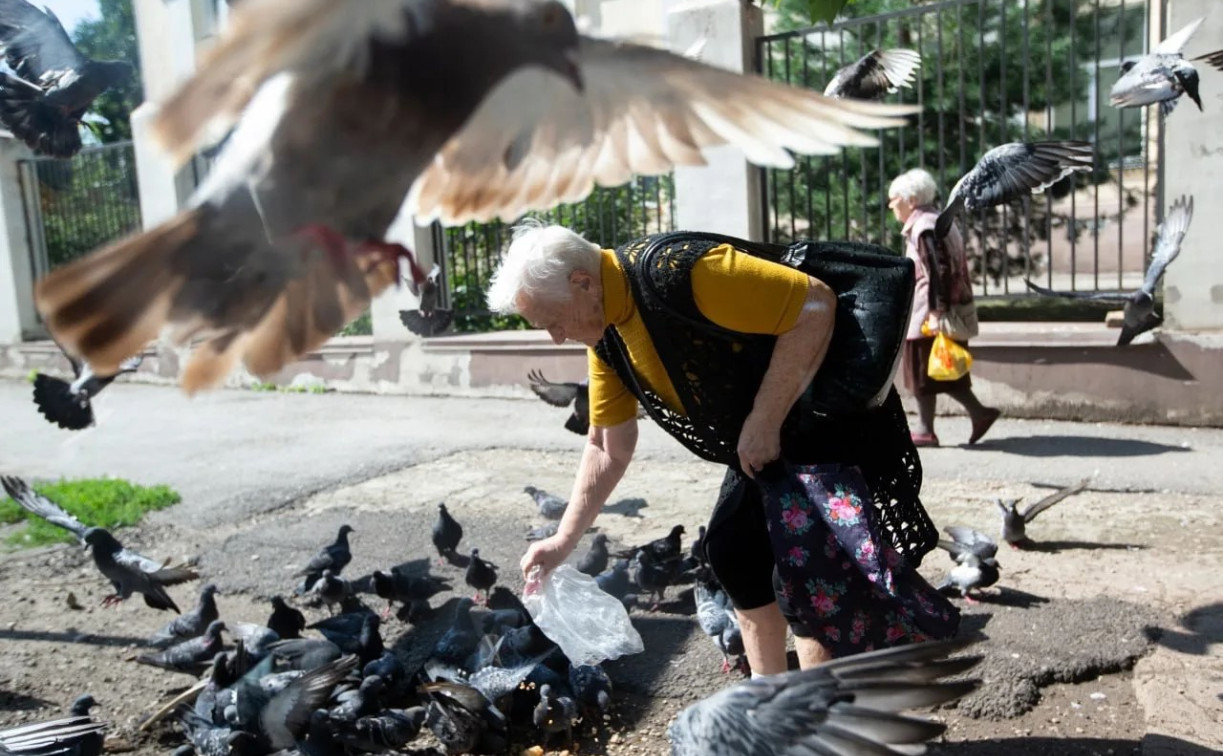 За сбитого голубя тульским водителям придется заплатить 600 рублей