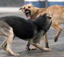 В Туле появилась служба по отлову бродячих собак