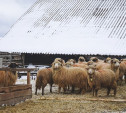 Фермер из Киреевского района поплатился за отсутствие «сапожного сервиса» для овец