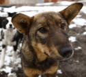 Проблемой бездомных животных в Туле займётся благотворительный фонд «Ника»