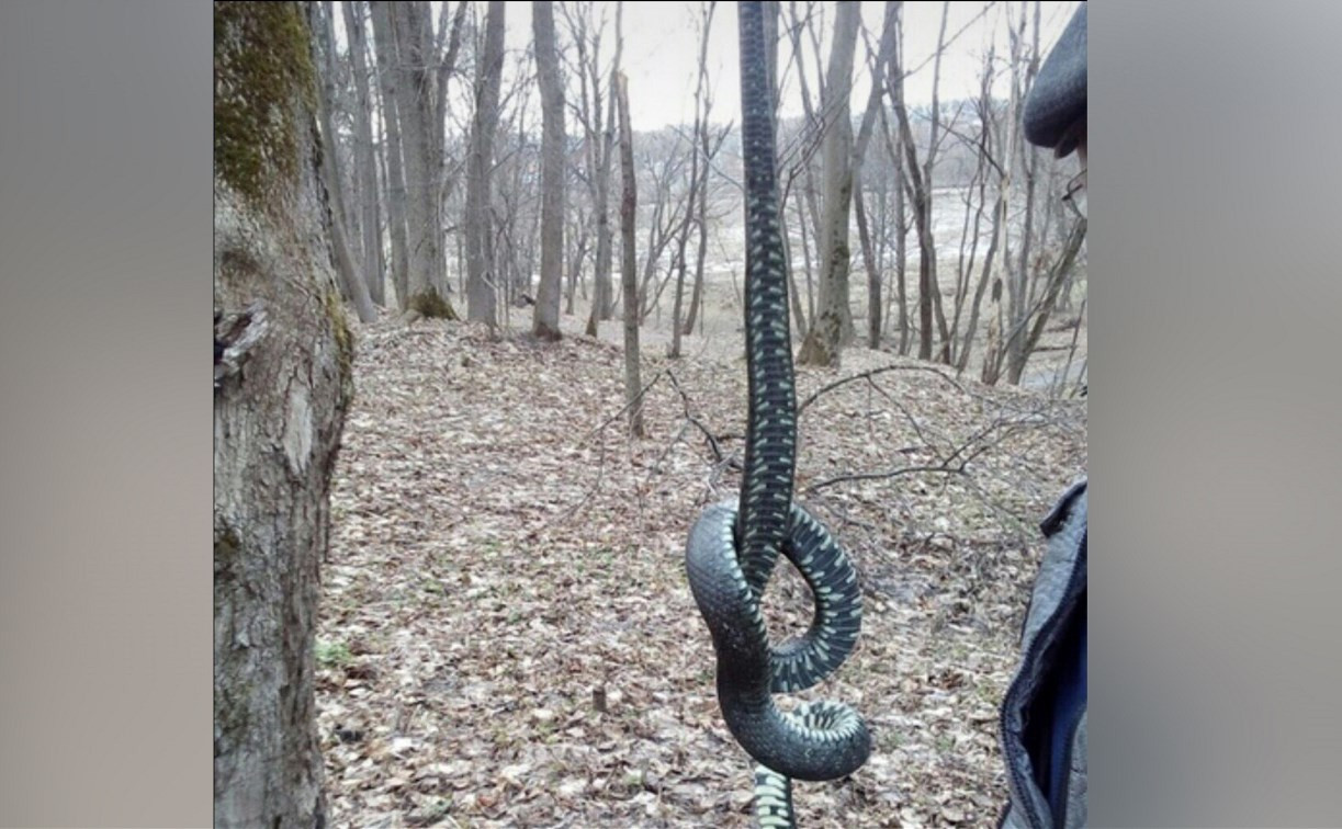В богородицком парке нашли огромную змею