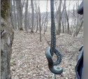 В богородицком парке нашли огромную змею