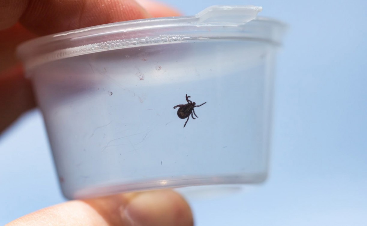 В Тульской области снизилась активность клещей: 85 укусов за неделю