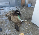 Кладбище овец под Тулой: хозяин животных заплатит штраф 