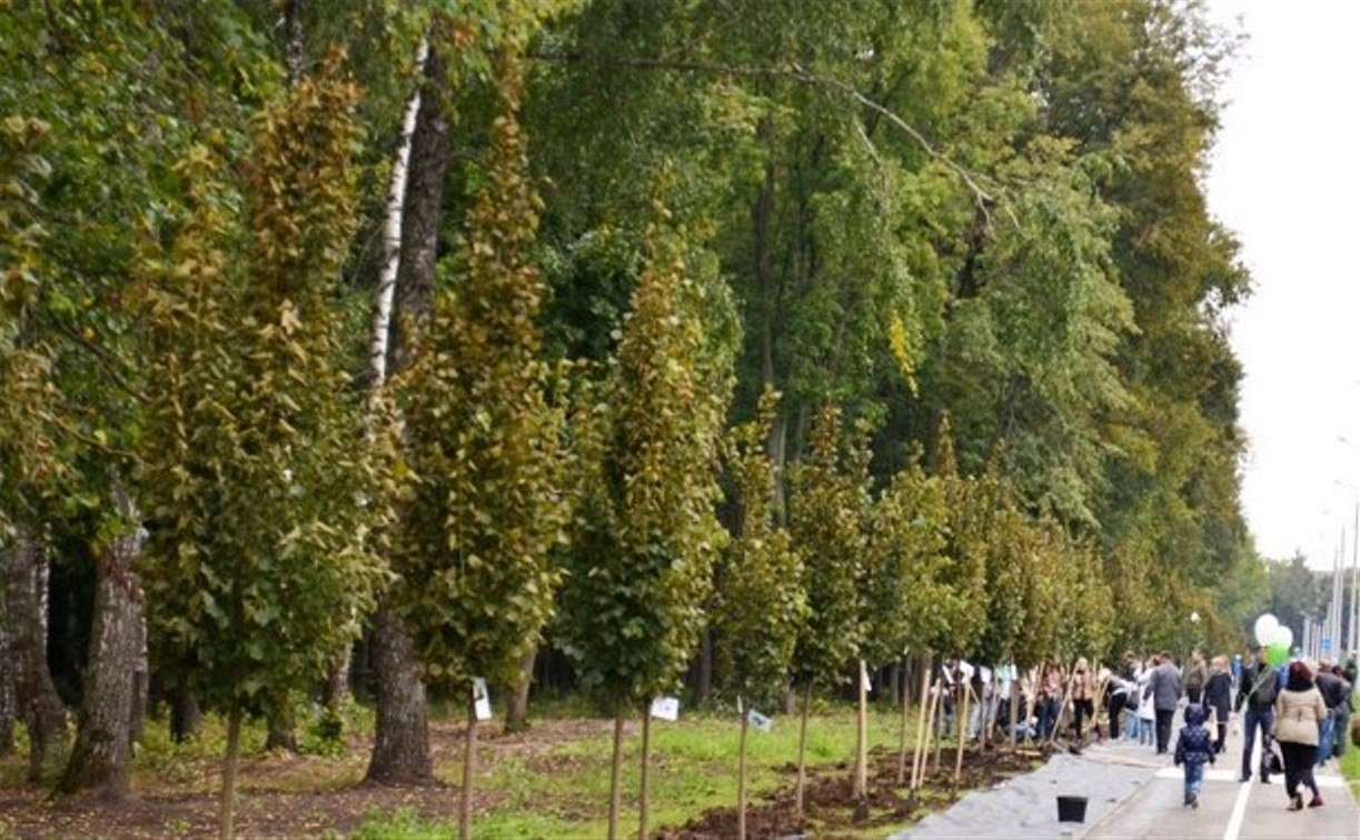 В Тульской области высажено более 1 600 молодых деревьев