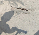 Тулячка: «Пешеходная часть Зареченского моста в ужасном состоянии – страшно ходить»