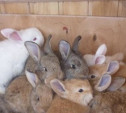 Полиция Киреевска задержала похитителя кроликов