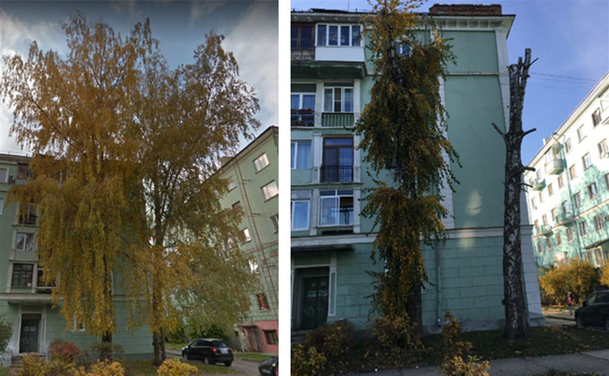 Жительница Новомосковска пожаловалась на варварское кронирование деревьев