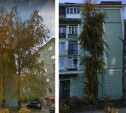 Жительница Новомосковска пожаловалась на варварское кронирование деревьев