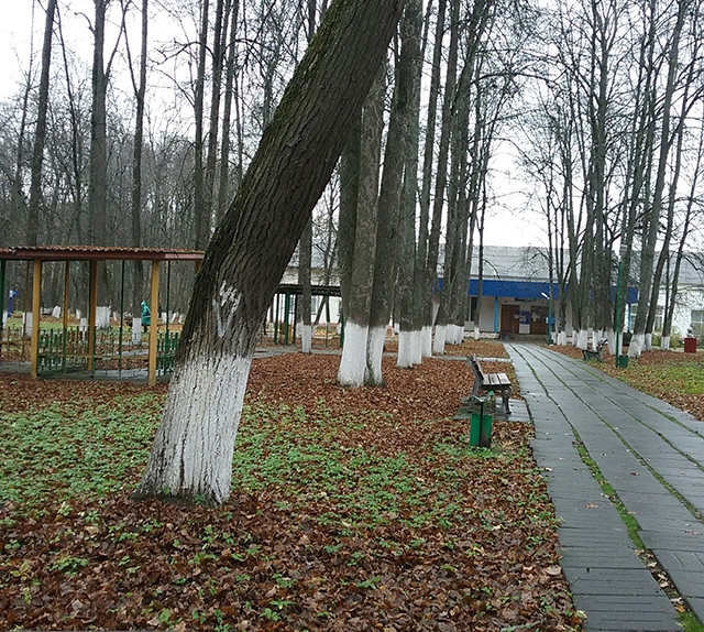 Деревья сухие и сильно ослаблены: тульские лесопатологи провели обследование на территории курорта «Краинка»