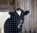 Правительство РФ планирует ограничить поголовье скота в личных подсобных хозяйствах