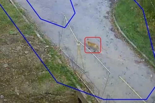 Искусственный интеллект заметил лису в парке Тулы 