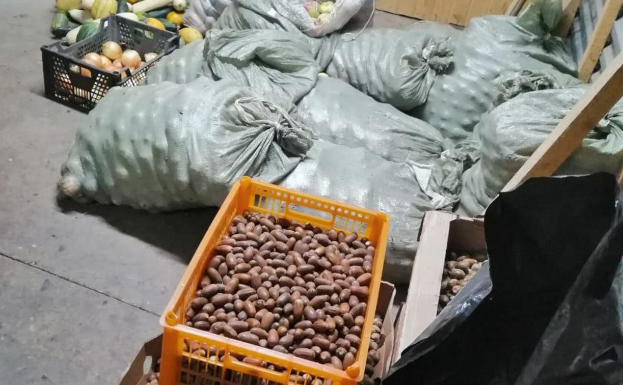 Туляки собрали более 50 кг желудей для оленей и косуль