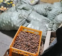 Туляки собрали более 50 кг желудей для оленей и косуль