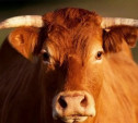 В Тульской области пастух погиб в результате нападения быка