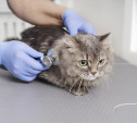 Объем ветеринарных услуг в Тульской области вырос на 18,2%