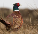 Узловская прокуратура прикрыла сайт, рассказывающий о незаконных способах охоты на фазанов