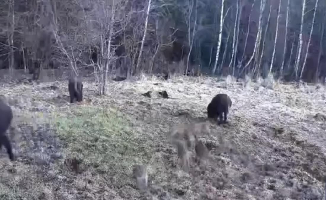 В тульских лесах начался «детский сезон»: водителей просят быть внимательными на трассах