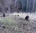 В тульских лесах начался «детский сезон»: водителей просят быть внимательными на трассах