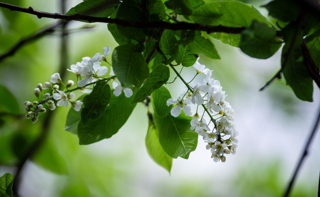Аномальное цветение апреля: в Туле уже распустилась черемуха