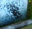 «Падают, крючатся и умирают»: Алексинцы сообщают о массовом отравлении пчёл 