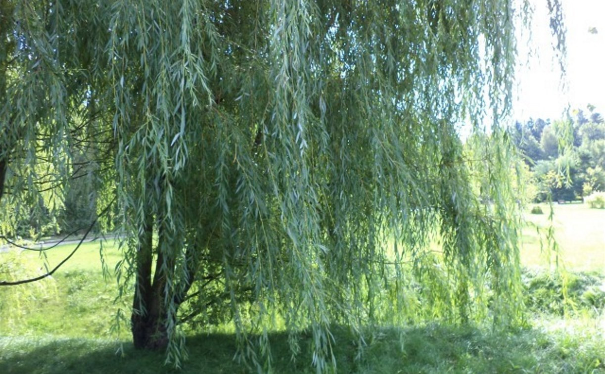 У пруда в Белоусовском парке посадят ивы