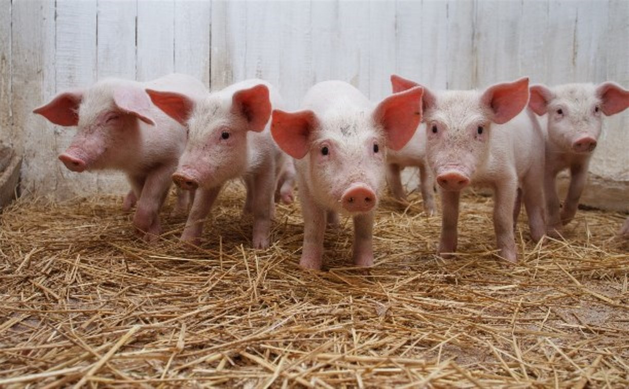 10 жителей Киреевска заразились трихинеллезом, съев испорченную свинину