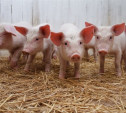 10 жителей Киреевска заразились трихинеллезом, съев испорченную свинину