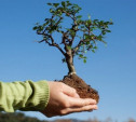 4 ноября на Куликовом поле высадят 2500 молодых деревьев