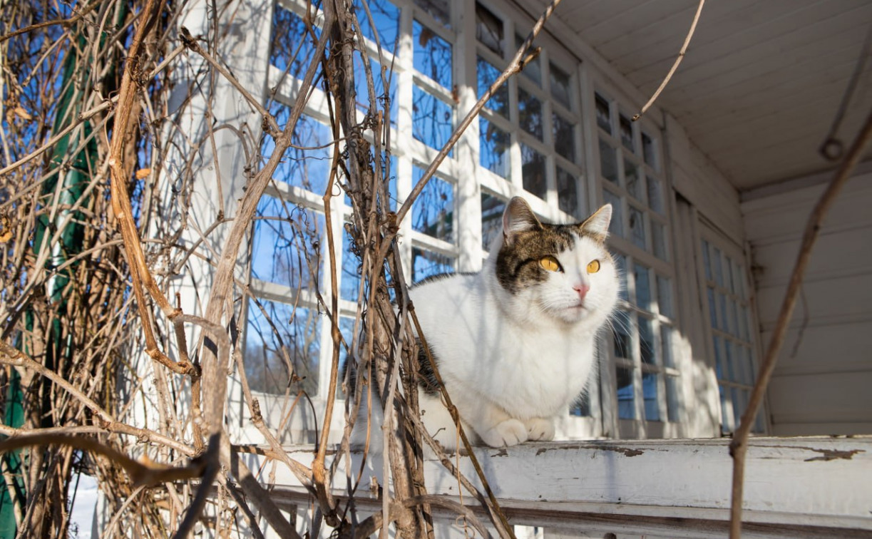 Погода в Туле 1 февраля: переменная облачность, ветер и мороз до 21 градуса