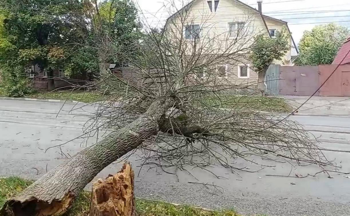 В Туле дерево рухнуло на проезжую часть